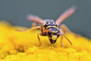 Guêpe mexicaine - Polistes instabilis