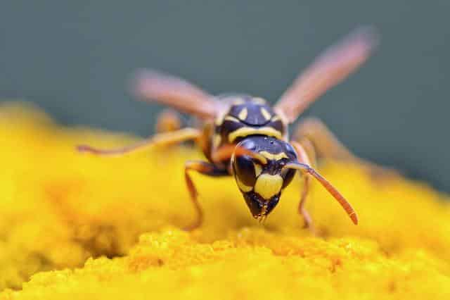 Guêpe mexicaine - Polistes instabilis