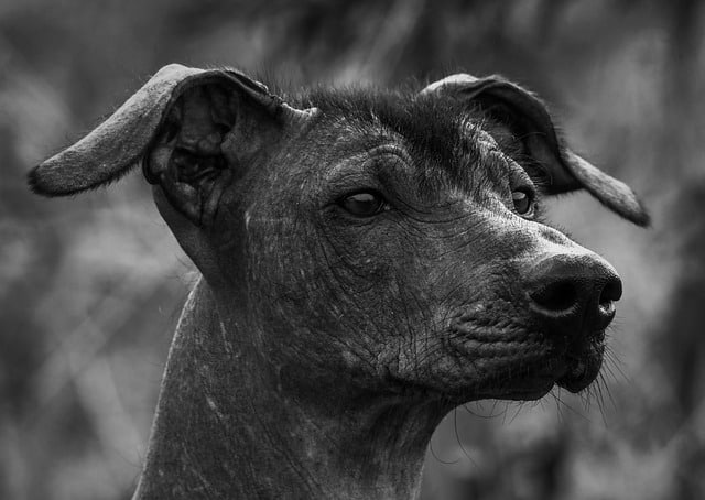 Mutuelle Xoloitzcuintle