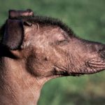 Assurance santé Xoloitzcuintle