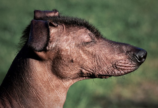 Assurance santé Xoloitzcuintle