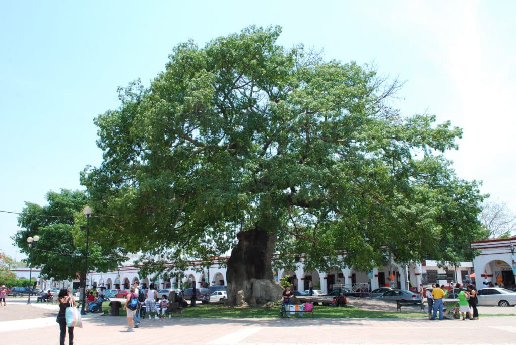 Arbre Pochota à Chiapa de Corzo