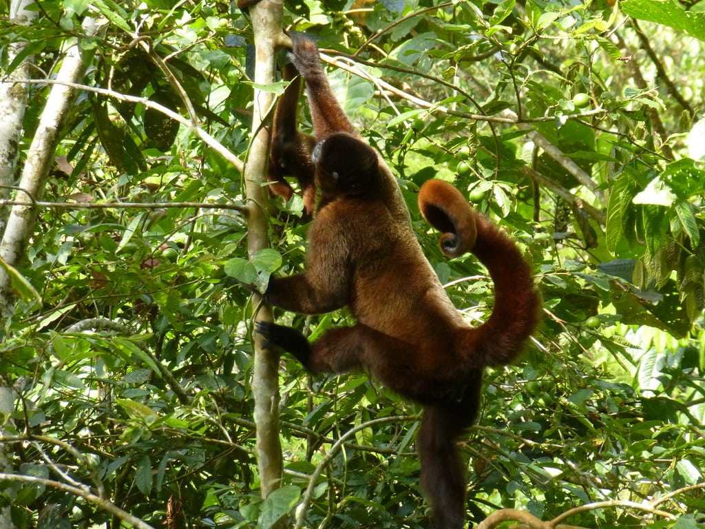 Les singes laineux du Mexique