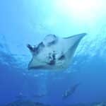 Où voir des raies manta au Mexique ?