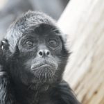 Les singes au Mexique | Les meilleurs endroits pour les voir