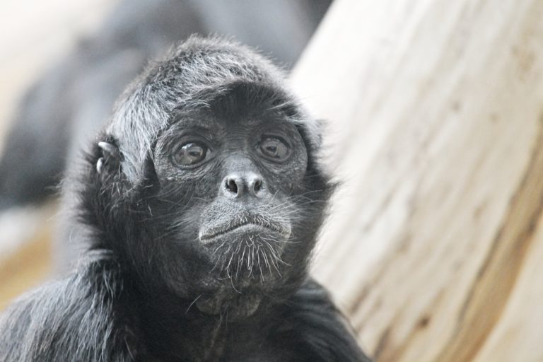 Les singes au Mexique | Les meilleurs endroits pour les voir