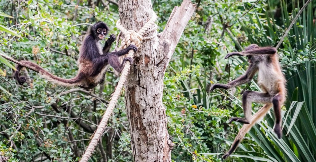 Les singes-araignées au Mexique