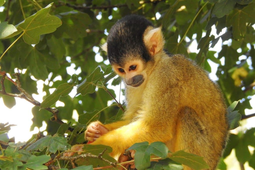 Les singes écureuils au Mexique