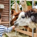 Que faire à Mexico avec des enfants ?