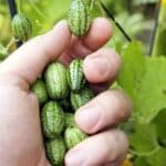 Concombre à confire ou concombre mexicain