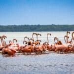 Les flamants roses dans la lagune de Celestún,Yucatan, Mexique