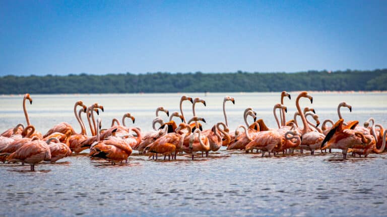 Les flamants roses dans la lagune de Celestún,Yucatan, Mexique