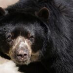 Les ours au Mexique | réel danger ?