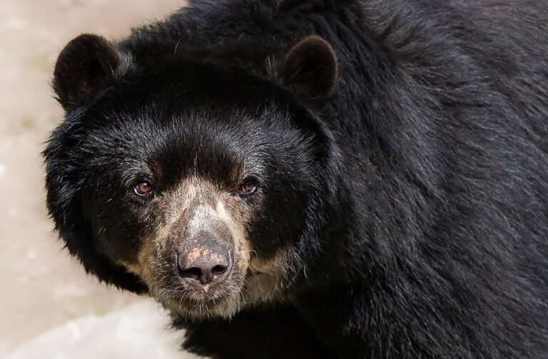 Les ours au Mexique | réel danger ?